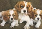 KING  CHARLES  SPANIEL  MET  PUPPY'S, Envoi, 1980 à nos jours, Affranchie, Chien ou Chat