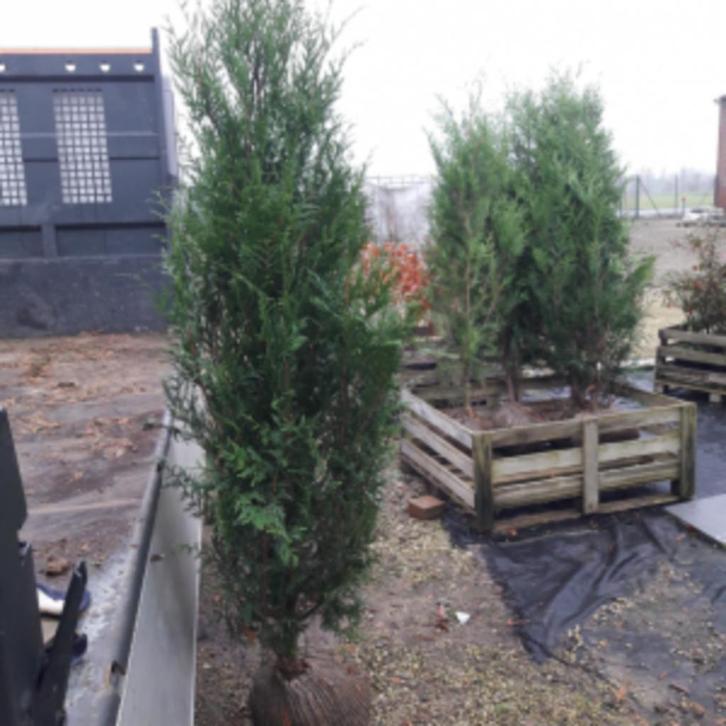 THUJA PLICATA 200/220/250 CM POT, Tuin en Terras, Planten | Tuinplanten, Ophalen