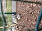 Ukkelse baardkriel, Dieren en Toebehoren