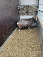 Toggenburger bok, Dieren en Toebehoren, Schapen, Geiten en Varkens