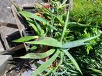 quelques plantes tropicales à donner, Jardin & Terrasse, Plantes | Arbres, Automne, En pot, Enlèvement, Moins de 100 cm