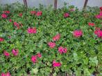 Pelargoniums, Franse Geraniums, tomatenplanten, zomerplanten, Tuin en Terras, Planten | Tuinplanten, Ophalen, Volle zon, Eenjarig