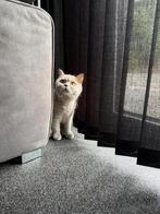 Britse korthaar, Dieren en Toebehoren, Poes, Gechipt, 0 tot 2 jaar