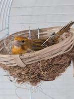 Femelle canaris, Vrouwelijk