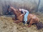 Top brave ruin 5j, Dieren en Toebehoren, Paarden, Ruin, Recreatiepaard