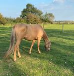 AQHA-merrie + 2 AQHA-jaarlingen, Animaux & Accessoires, Chevaux, Moins de 160 cm, Plusieurs animaux, Cheval western, Vermifugé