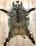 Mooi groot everzwijnen huid, Verzamelen, Dierenverzamelingen, Ophalen