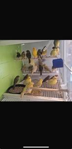 15 euro  canaris, Dieren en Toebehoren