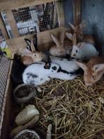 konijnen, Animaux & Accessoires, Lapins, Plusieurs animaux