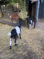 Goed tehuis voor onze 3 geiten gezocht, Dieren en Toebehoren, Schapen, Geiten en Varkens, Meerdere dieren, Geit, 0 tot 2 jaar