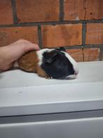 Jonge cavia's, verschillende kleuren, tam, Dieren en Toebehoren, Tam