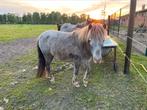 Nmprs Merrie Gigi van bijna 3 jaar, Merrie, Gechipt, Niet van toepassing, A pony (tot 1.17m)