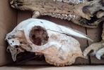 Echte dierenschedels, Verzamelen, Dierenverzamelingen, Ophalen