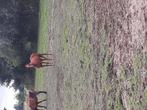 Arabier merrie.weide maatje, Dieren en Toebehoren, Pony's, 7 tot 10 jaar, Onbeleerd, D pony (1.37m tot 1.48m), Merrie