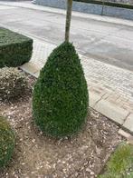 Verschillende modellen buxussen, Tuin en Terras, Ophalen, Overige soorten, Struik, Minder dan 100 cm