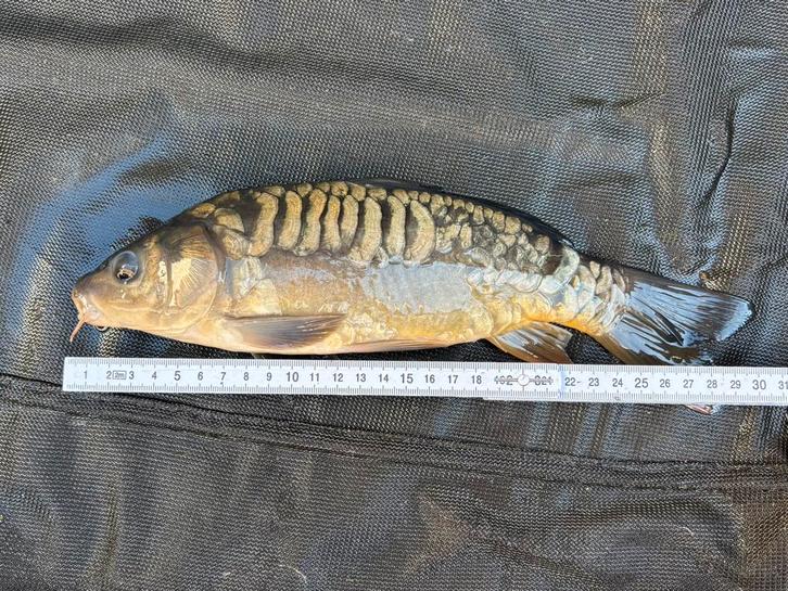 Spiegel karpers 25-35cm, Dieren en Toebehoren, Vissen | Vijvervissen, Karper of Koi