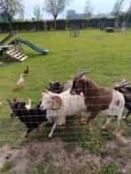 Ouessant schaap , wit , 1 jaar oud, Dieren en Toebehoren, Schapen, Geiten en Varkens, Mannelijk, Schaap