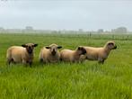 Hampshire down, Animaux & Accessoires, Moutons, Chèvres & Cochons, Mouton, Mâle, 0 à 2 ans