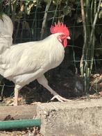 Leghorn Haan, Dieren en Toebehoren, Pluimvee, Mannelijk, Kip