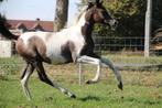 Prachtige merrie Reddy Wally ter Linden BWP arabier Eventing, Hengst