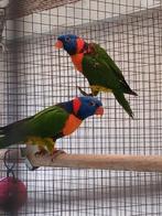 Koppel roodnek lori 2025 onverwant met dna, Dieren en Toebehoren, Geringd