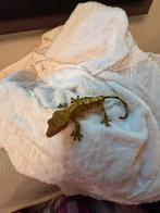 Mannelijke wimpergekko, Dieren en Toebehoren, Reptielen en Amfibieën, Tam, 0 tot 2 jaar