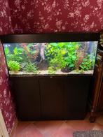 Juwel RIO 180 aquarium, Ophalen, Gebruikt, Gevuld zoetwateraquarium