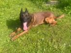 Mechelse herder reu afgerichte bewakingshond ph.1 topper, Animaux & Accessoires, 1 à 2 ans, Chien (mâle), Parvovirose, Plusieurs