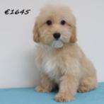 Vrolijke en zachte Maltipoo pups te koop, 15 weken tot 1 jaar, Buitenland, CDV (hondenziekte), Meerdere
