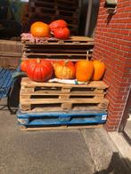Pompoen bio en hoge pompoenen halloween, Ophalen of Verzenden