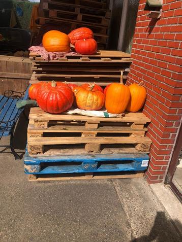 Pompoen bio en hoge pompoenen halloween beschikbaar voor biedingen