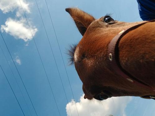 Verzorg(st)er gezocht regio Beringen, Dieren en Toebehoren, Paarden, Zadelmak