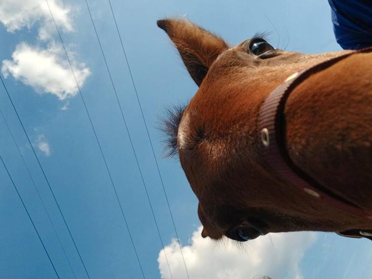 Verzorg(st)er gezocht regio Beringen, Dieren en Toebehoren, Paarden, Zadelmak