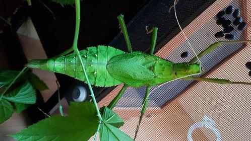 Eitjes van 3 soorten wandelende takken., Dieren en Toebehoren, Insecten en Spinnen, Wandelende tak