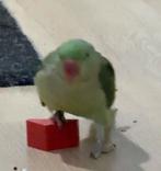 Tamme alexander, Animaux & Accessoires, Bagué