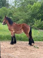 Super mooie merrie! Trekpaard (trekpaarden), Dieren en Toebehoren, Paarden, Merrie, Onbeleerd, Gechipt, 0 tot 2 jaar