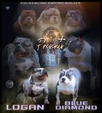 AMERICAN BULLY PUPS (Uit top bloedlijnen), Dieren en Toebehoren, Honden | Bulldogs, Pinschers en Molossers, België, Overige rassen