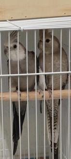 . Valkparkieten Kweekpaar valkparkieten, Dieren en Toebehoren