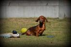 Teckel pups korthaar, Dieren en Toebehoren, België, CDV (hondenziekte), 8 tot 15 weken, Korthaar