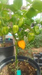 peperplanten Cal Reaper, Trinidad Scorpion en Ghost Peppers, Ophalen