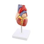 modèle anatomique cœur - modèle médical, Divers, Fournitures scolaires, Enlèvement ou Envoi, Neuf