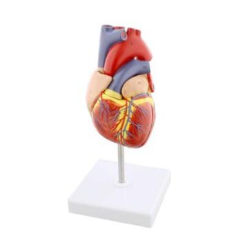 modèle anatomique cœur - modèle médical