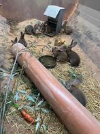 Vleeskonijnen, Dieren en Toebehoren