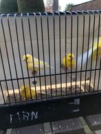 Gele kanaries, Dieren en Toebehoren, Vogels | Kanaries, Meerdere dieren, Kleurkanarie
