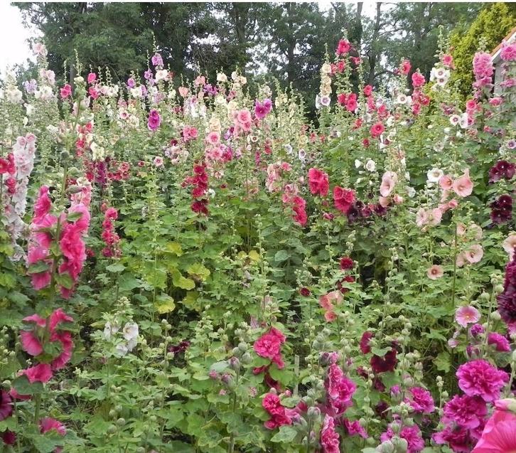 Biologische Stokroos Mix Zaden, Tuin en Terras, Bloembollen en Zaden, Ophalen of Verzenden
