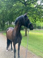 Verzorgpaarden aangeboden, Dieren en Toebehoren