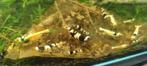 Kristalzwarte Caradina-garnalen, Dieren en Toebehoren, Vissen | Aquaria en Toebehoren, Ophalen of Verzenden