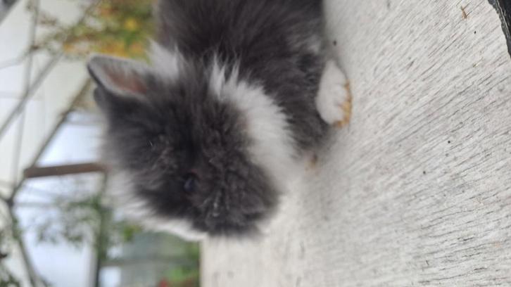 Jonge dwergkonijntjes: handtam, angora grijs of grijs-wit., Dieren en Toebehoren, Konijnen