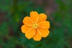 Cosmos Oranje zaden, Cosmos sulphureus, Verzenden, Zaad
