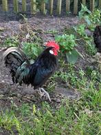 Sierkip -en haan te koop, Meerdere dieren, Kip